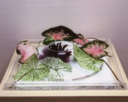 2013 年5月いけばな龍生展出品作品
テーマ席 アンダーライト