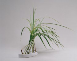 自由花一級研究会作品
花材 ススキ 洋種ヤマゴボウ