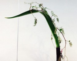 自由花一級研究会作品
長瓶を使って
花材 浜木綿 洋種ヤマゴボウ
