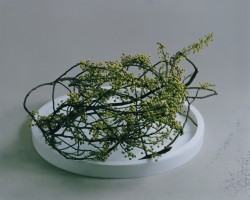 自由花一級研究会作品
「花木ものを主材として」
花材 青文字