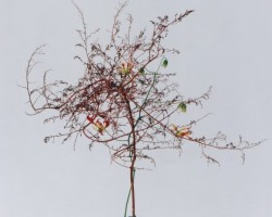 自由花一級研究会作品「乾燥素材を主材として」