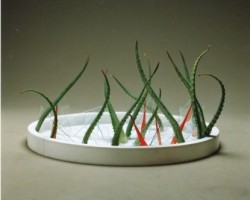 自由花一級研究会作品
「ガラス又はガラス器を使用して」