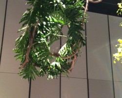 2016年 龍生派130周年記念花展
渋谷ヒカリエ