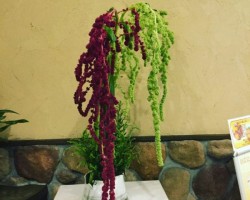 2018年 渋谷東急本店「永坂更科」